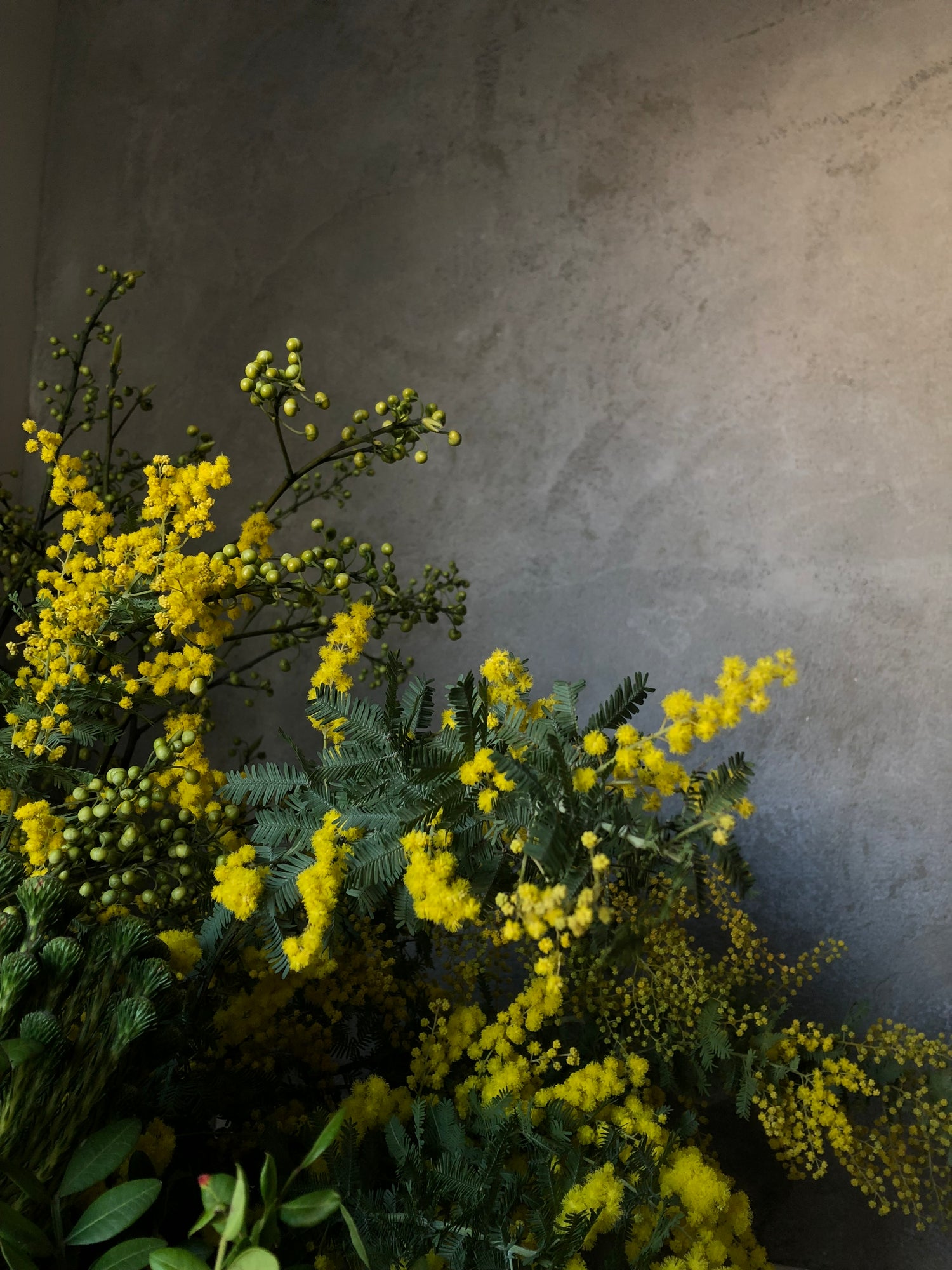 2025.2.21 ミモザの生けこみ