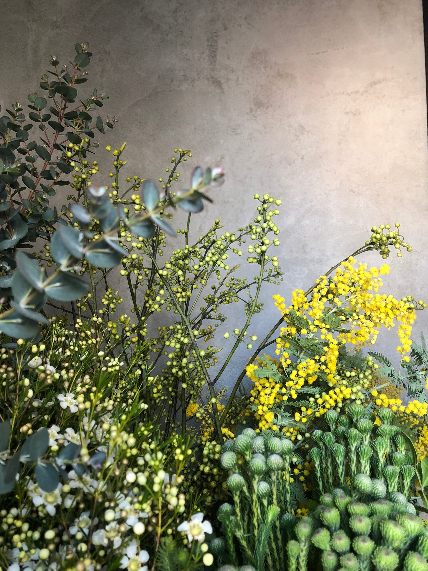 2025.2.21 ミモザの生けこみ